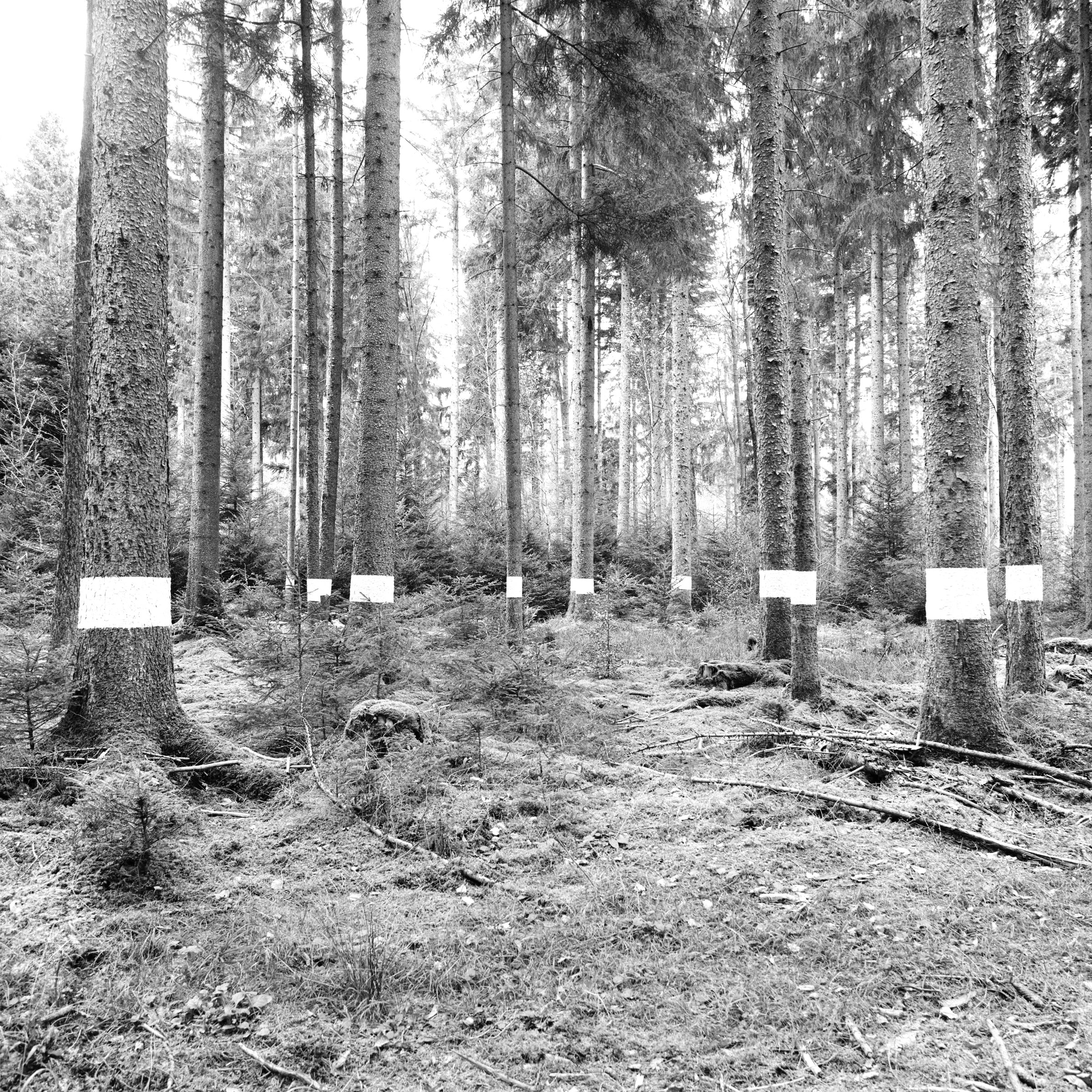Reforestation of the Black Forest after the Second World War by so-called Kulturfrauen 