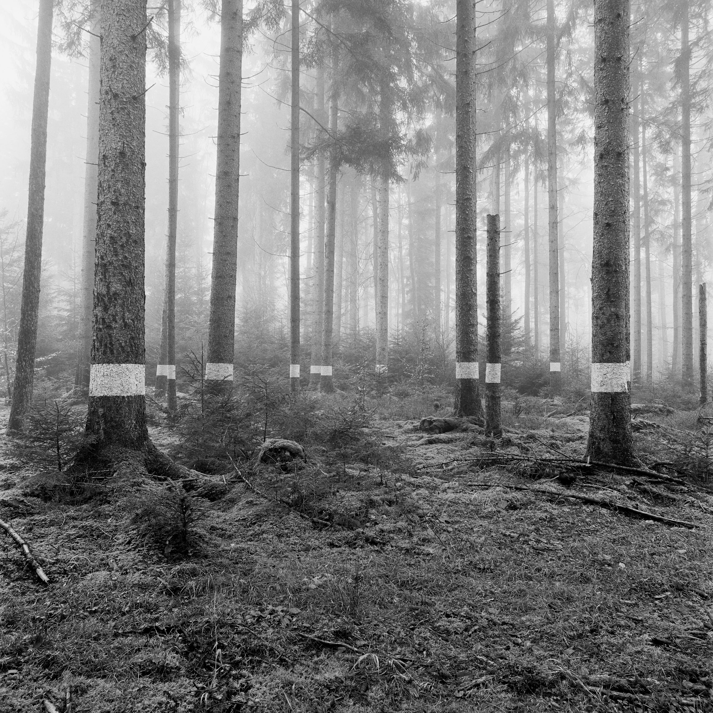Reforestation of the Black Forest after the Second World War by so-called Kulturfrauen 