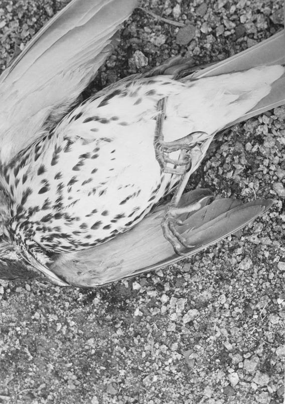 VULNERABLE, 2020, series of 14 silver gelatine prints