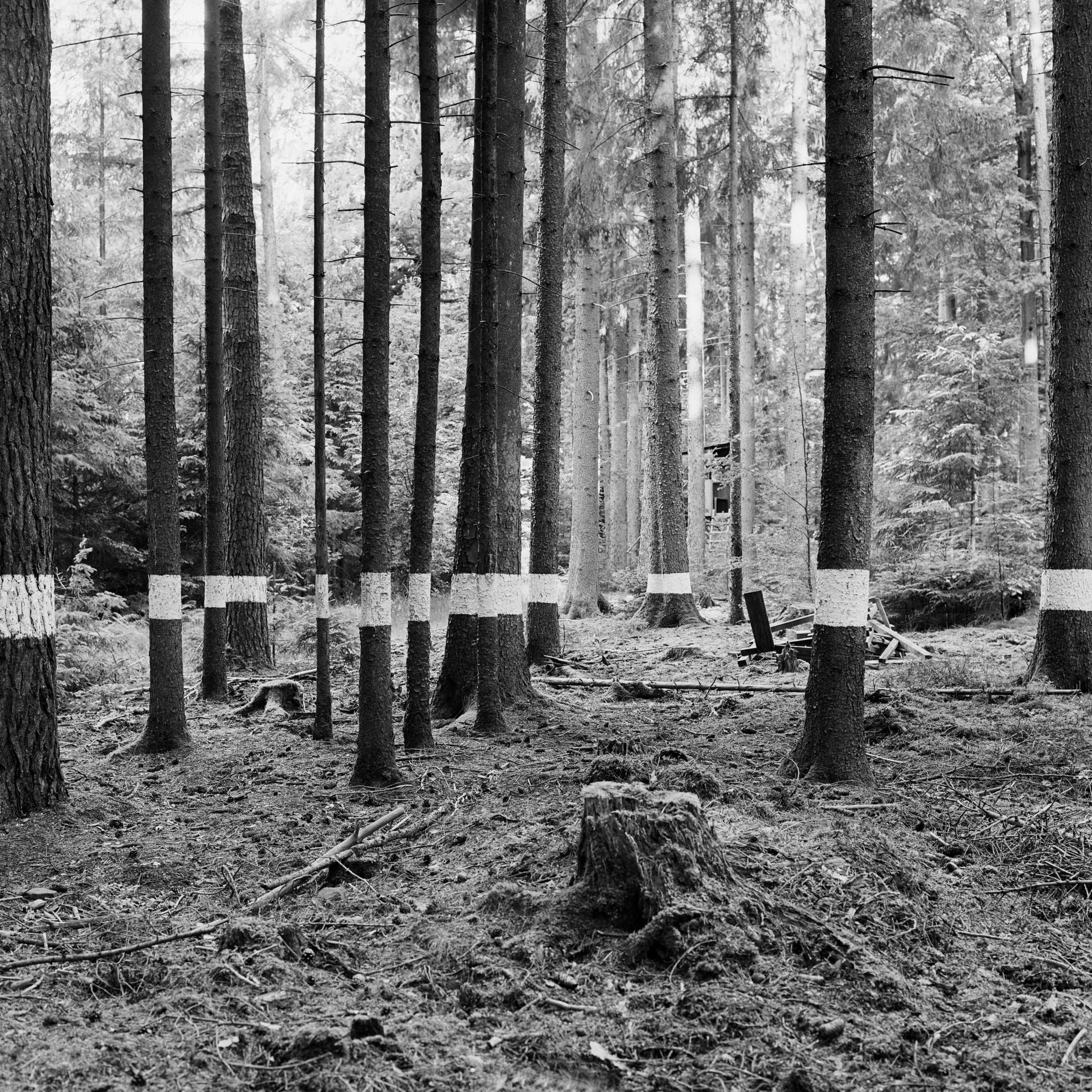 Reforestation of the Black Forest after the Second World War by so-called Kulturfrauen 