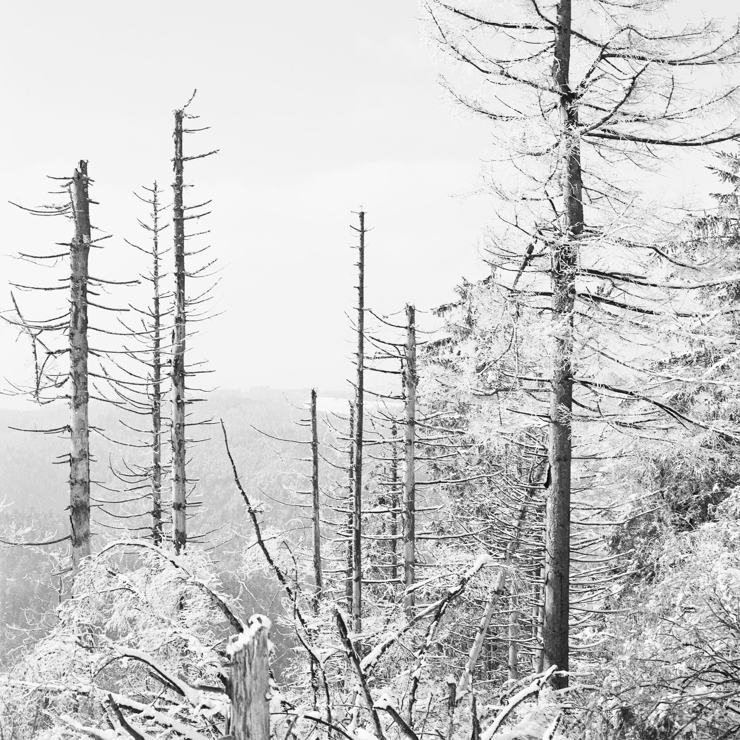 climat change - Black Forest