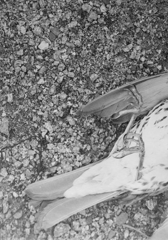 VULNERABLE, 2020, series of 14 silver gelatine prints