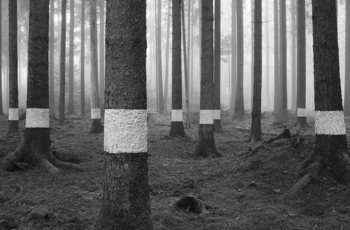 Reforestation of the Black Forest after the Second World War by so-called Kulturfrauen 