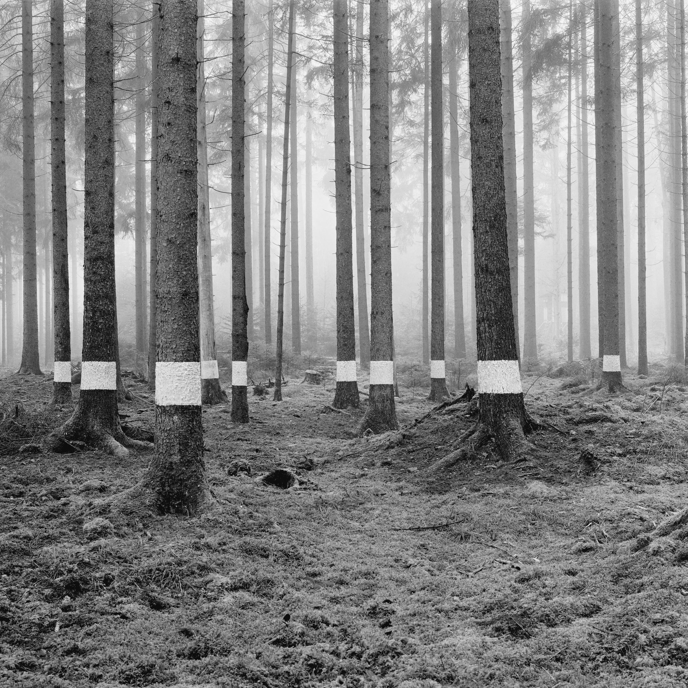 Reforestation of the Black Forest after the Second World War by so-called Kulturfrauen 