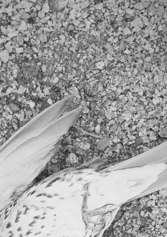 VULNERABLE, 2020, series of 14 silver gelatine prints
