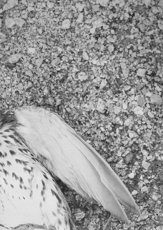 VULNERABLE, 2020, series of 14 silver gelatine prints