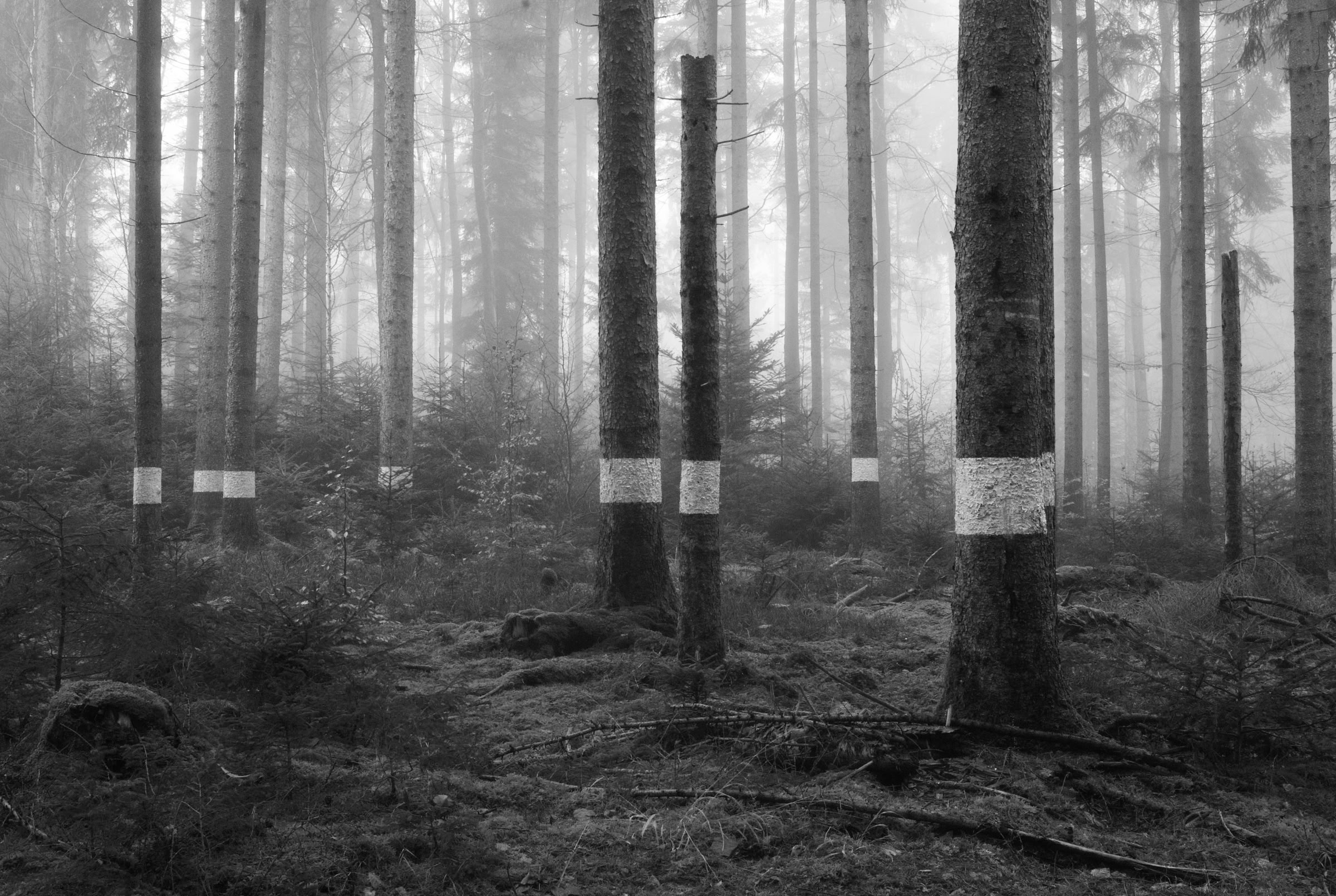 Reforestation of the Black Forest after the Second World War by so-called Kulturfrauen 
