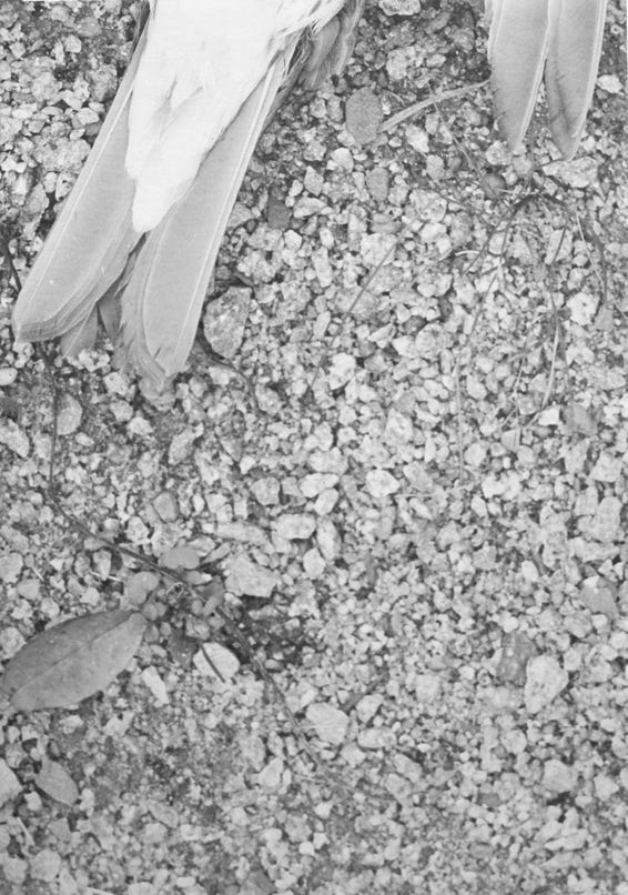 VULNERABLE, 2020, series of 14 silver gelatine prints