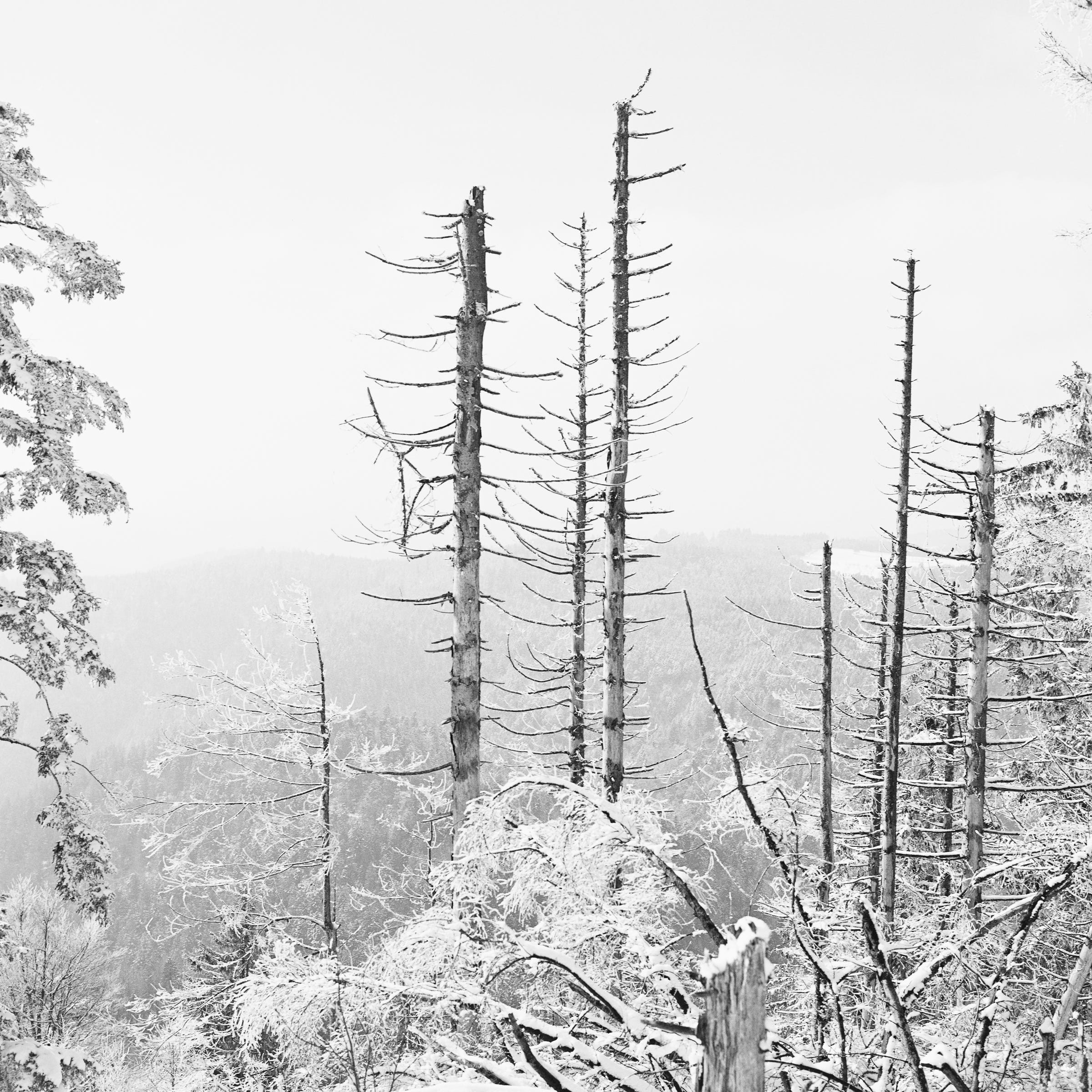 climat change - Black Forest