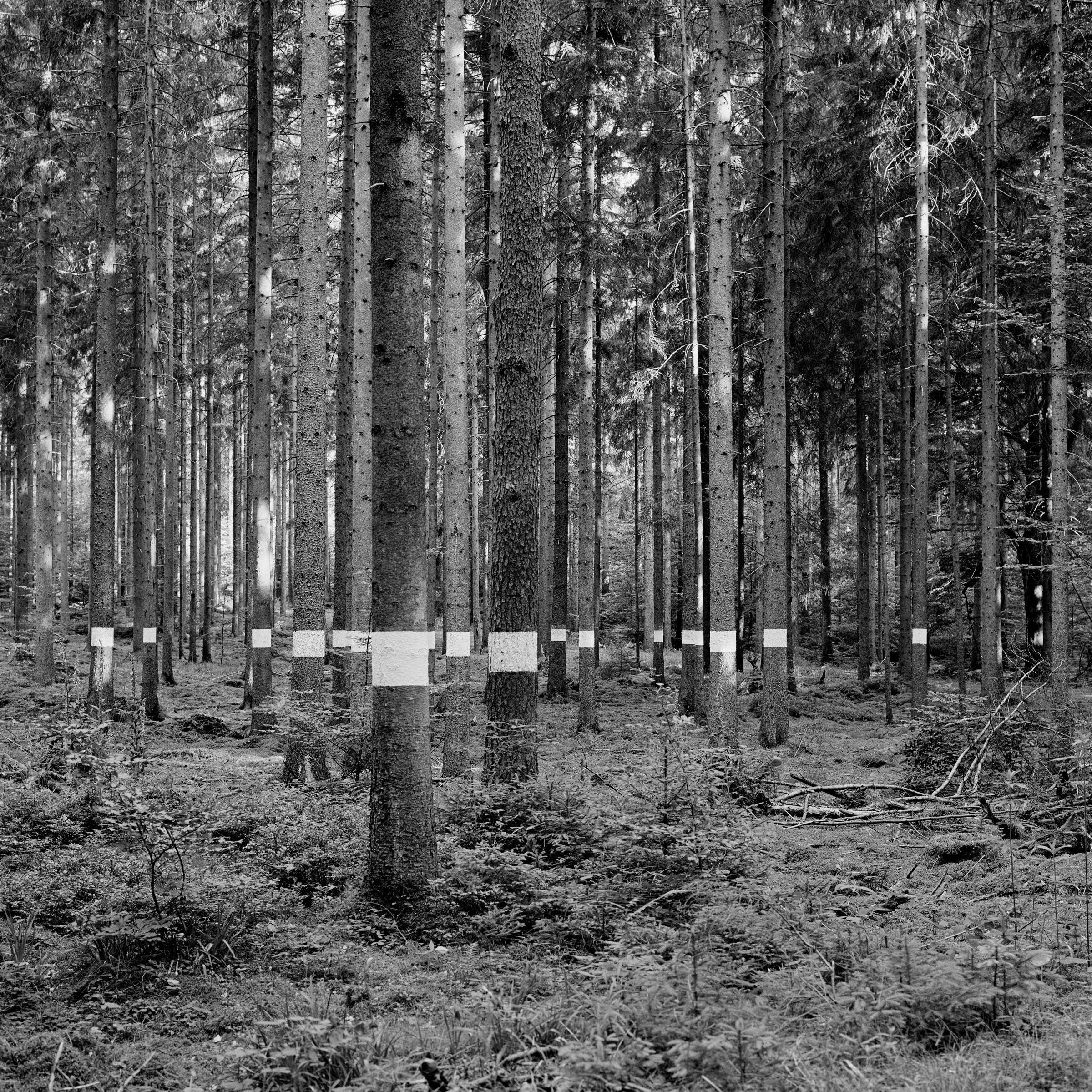 Reforestation of the Black Forest after the Second World War by so-called Kulturfrauen 