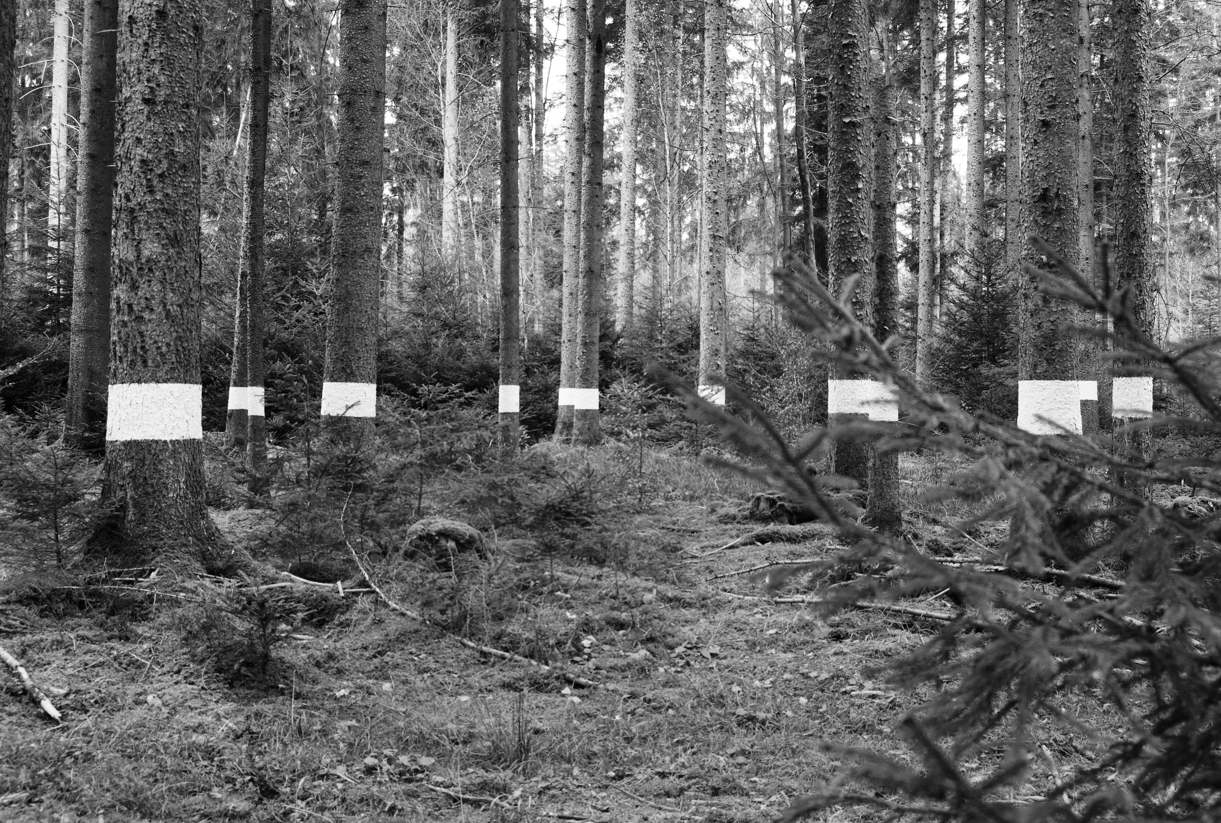 Reforestation of the Black Forest after the Second World War by so-called Kulturfrauen 