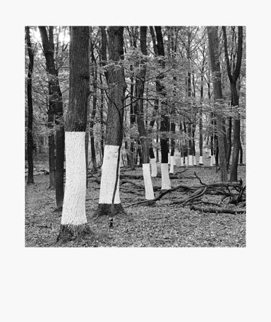 BORDERS, 2012 - ongoing, coloured trees with lime wash, gelatin-silver paper, 70 cm × 100 cm each, Baden-Württemberg, Berlin, Brandenburg 